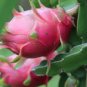 Hai'nan Pink Pitaya Dragon Fruit Cactus Plant 200 seeds