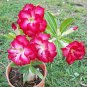 Adenium Mix 36 Types Bonsai Desert Rose 200 Seeds