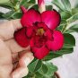 Adenium Mix 36 Types Bonsai Desert Rose 200 Seeds