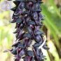 Rare Mucuna Pruriens Black Jade Vine 10 Seeds