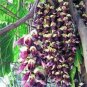 Rare Mucuna Pruriens Black Jade Vine 10 Seeds