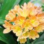 Kaffir Lily Clivia Plants 10 Seeds