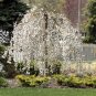 Snow Fountain Weeping Cherry Tree 40 Seeds