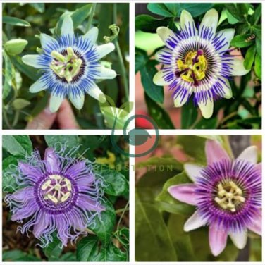 Passiflora Passion Mixed Flowers 60 Seeds