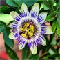 Passiflora Passion Mixed Flowers 60 Seeds