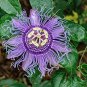 Passiflora Passion Mixed Flowers 60 Seeds