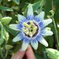 Passiflora Passion Mixed Flowers 60 Seeds