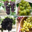 Mixed Sweet Seedless Grape Fruits 30 seeds