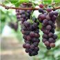 Mixed Sweet Seedless Grape Fruits 30 seeds