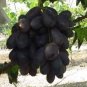 Mixed Sweet Seedless Grape Fruits 30 seeds