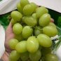 Mixed Sweet Seedless Grape Fruits 30 seeds