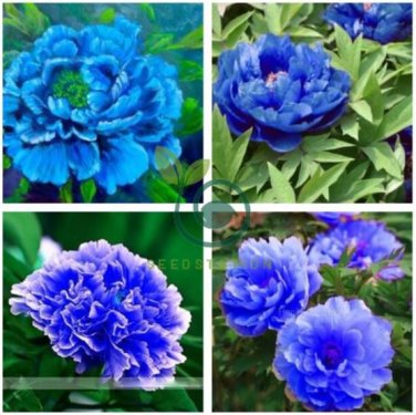 Double Light Blue Tree Peony 10 Seeds