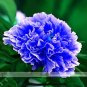 Double Light Blue Tree Peony 10 Seeds