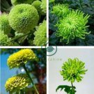 Green 'Spider' Chrysanthemum Flower 200 Seeds