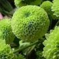 Green 'Spider' Chrysanthemum Flower 200 Seeds