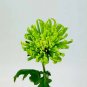 Green 'Spider' Chrysanthemum Flower 200 Seeds