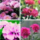 Rose Pink Color French Marigold 400 seeds