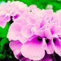 Rose Pink Color French Marigold 400 seeds