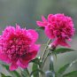 Rose Pink Color French Marigold 400 seeds