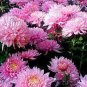 Rose Pink Color French Marigold 400 seeds