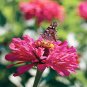 Rose Pink Color French Marigold 400 seeds