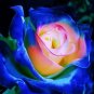 Rare Blue Pink Yellow Rose Bush Flower 100 Seeds