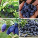 Haskap Seeds Haskap Berry Blue 100 Seeds