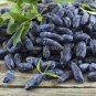 Haskap Seeds Haskap Berry Blue 100 Seeds