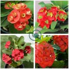 Cactus Euphorbia Milii 600 Seeds