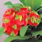 Cactus Euphorbia Milii 600 Seeds