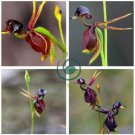 Rare Mixed Flying Duck Orchid Bonsai Perennial Flowers 200 Seeds