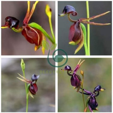 Rare Mixed Flying Duck Orchid Bonsai Perennial Flowers 200 Seeds
