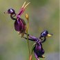 Rare Mixed Flying Duck Orchid Bonsai Perennial Flowers 200 Seeds