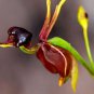 Rare Mixed Flying Duck Orchid Bonsai Perennial Flowers 200 Seeds