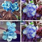 Adenium Sky Blue Petal Flower 4 Seeds