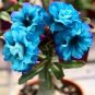 Adenium Dark Blue & White Petals Flower 4 Seeds