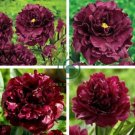 Super Black Tree Peony 10 Seeds