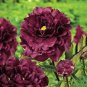 Super Black Tree Peony 10 Seeds