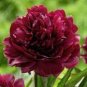 Super Black Tree Peony 10 Seeds