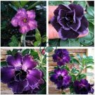 'Zi Shengnv' Adenium Desert Rose 4 Seeds