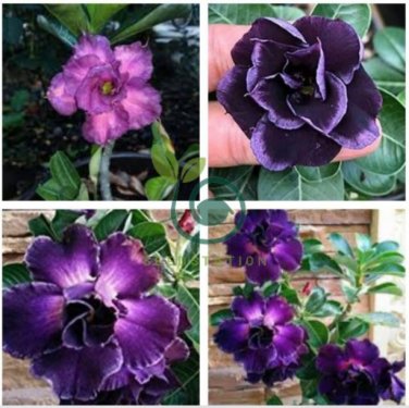 'Zi Shengnv' Adenium Desert Rose 4 Seeds
