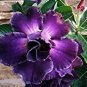 'Zi Shengnv' Adenium Desert Rose 4 Seeds