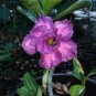 'Zi Shengnv' Adenium Desert Rose 4 Seeds