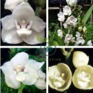 Peristeria elata 200 Seeds