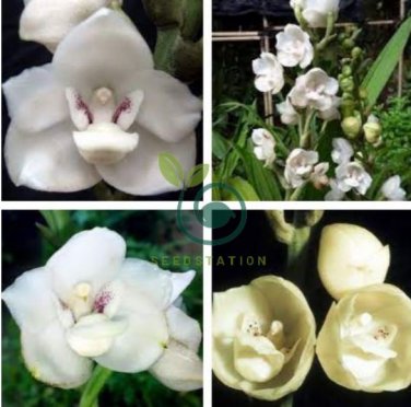 Peristeria elata 200 Seeds