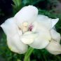 Peristeria elata 200 Seeds