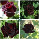 Black Baccara Rose 100 Seeds