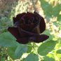 Black Baccara Rose 100 Seeds