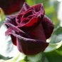 Black Baccara Rose 100 Seeds