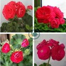Red Viva Rosita Zonal Geranium Flower 20 Seeds